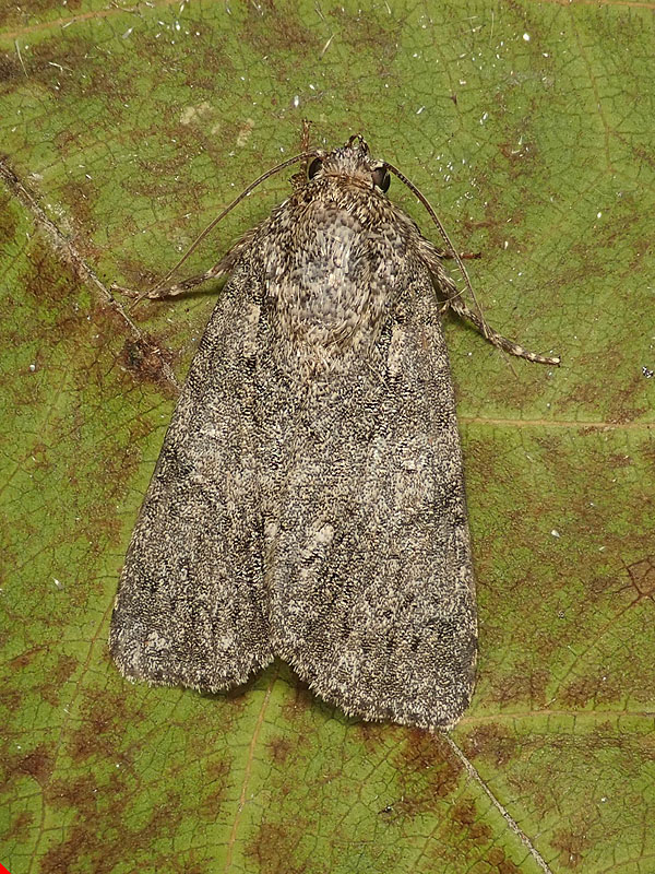 Noctuidae da identificare